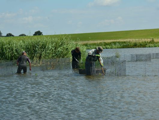 Sozioökonomische und Akzeptanz-Analyse zum Naturschutzgroßprojekt „Reeds for Life“